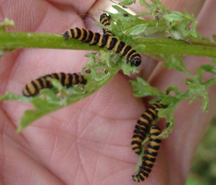 Cinnabar caterpillars