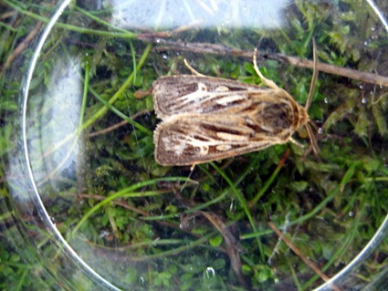 [Wrekin Moth and Small Mammals 100910 015[2].jpg]