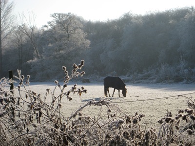 Muxton Marsh Nov, Dec 2010 063 Muxton Marsh Nov, Dec 2010 063