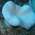 IMG_1140.JPG, Coral, Palau Aur, Malaysia