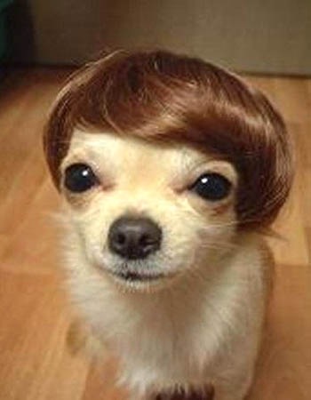 [chihuahua-toupee[2].jpg]