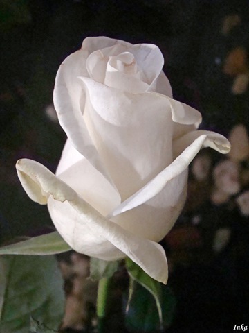 [KopiaDSC050632.jpg]