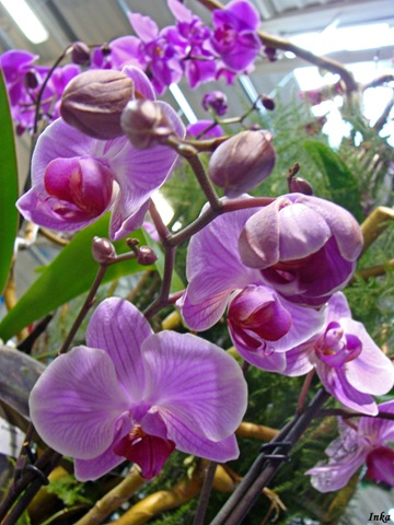 [KopiaDSC049852.jpg]