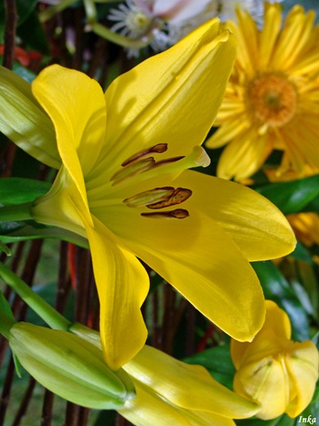 [KopiaDSC049472.jpg]