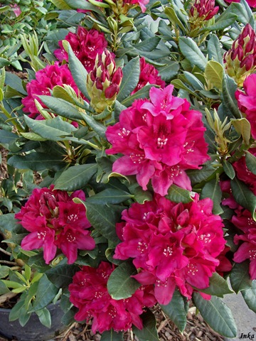 [Kopia DSC05038+[2].jpg]