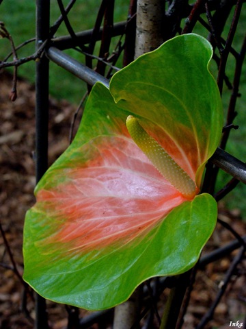 [KopiaDSC049392.jpg]