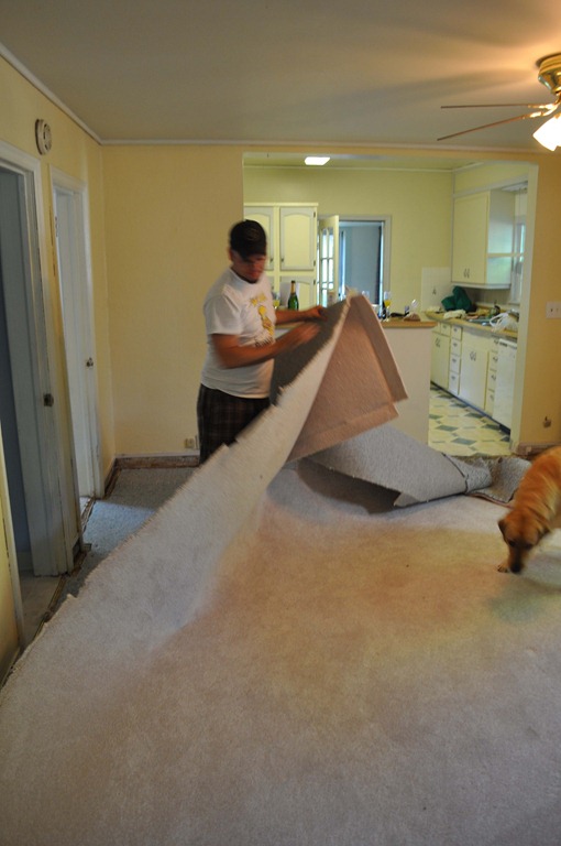 [diningroombyebyecarpet[5].jpg]