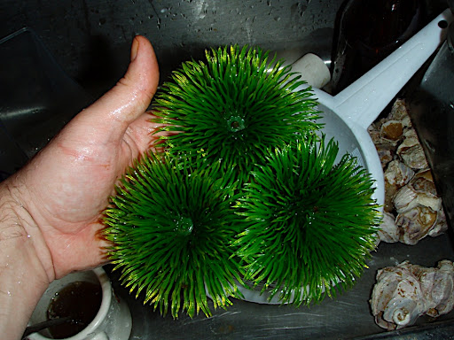 Spawning Mops For Goldfish