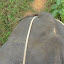 Elephant exhaust