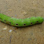 Weird critter