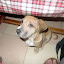 In this photo: amazing cute dog