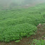 In this photo: Huge, not at all blatant field of cannabis