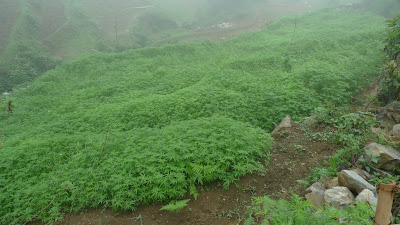 In this photo: Huge, not at all blatant field of cannabis