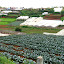 ere is a field of cabbage wot I saw