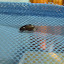 One of literally thousands of bugs that I woke to see clinging all over my mozzie net