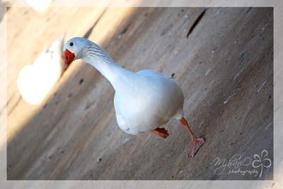 zooduck zooduck