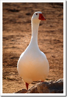 zooduck2 zooduck2
