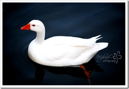 zooduck3 zooduck3