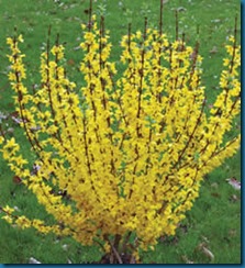 forsythia_showoff_big