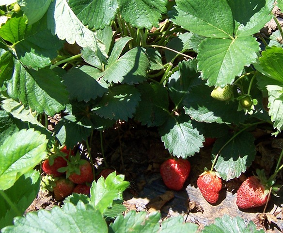 [strawberryplants[2].jpg]