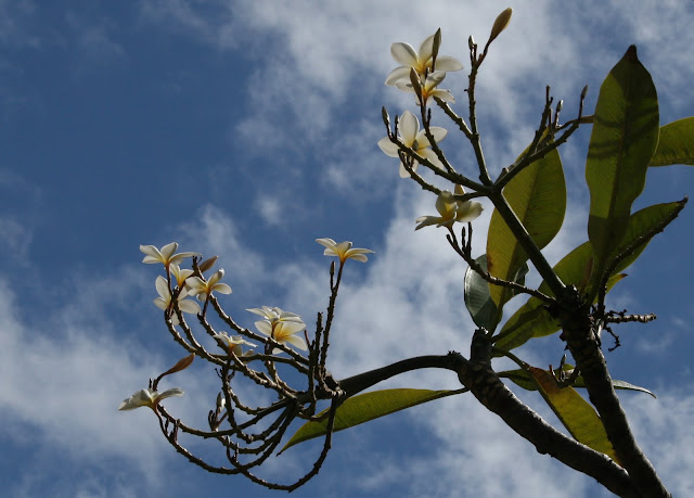 White Plumeria