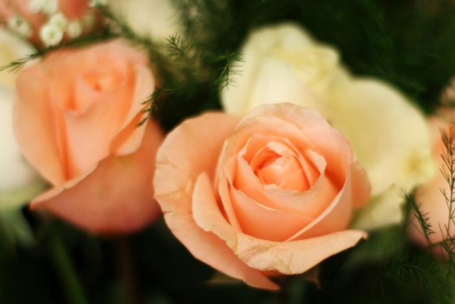 [flowers[4].jpg]