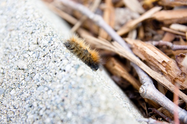 [caterpillar[2].jpg]