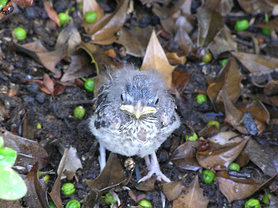 mockingbird fledgeling wandering nest third found west