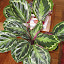 Calathea
