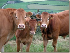 Cows