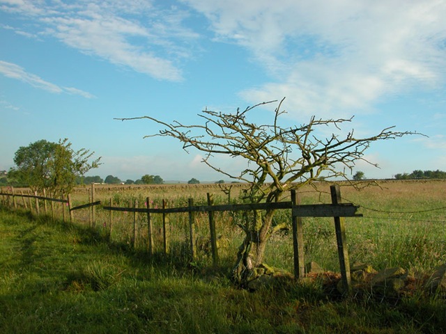 [Dead_Tree_View2.jpg]