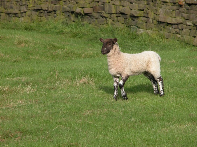 [Lamb_Cringles2.jpg]