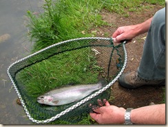 Trout