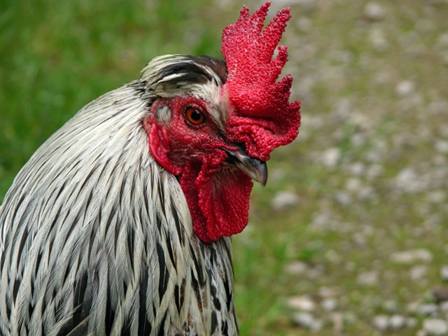 [Cock2.jpg]