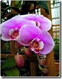 orchids2