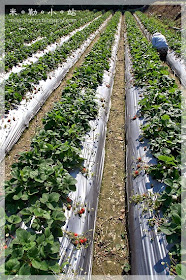 米勒小站 苗栗 大湖草莓 陶瓷博物館