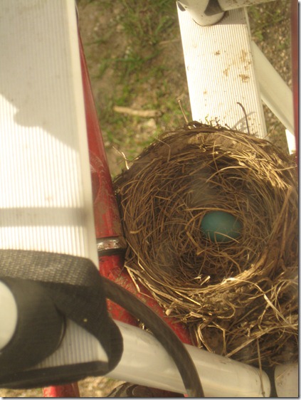 Robin's nest 008