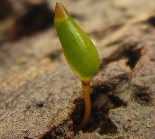 Sporophyte part od fern