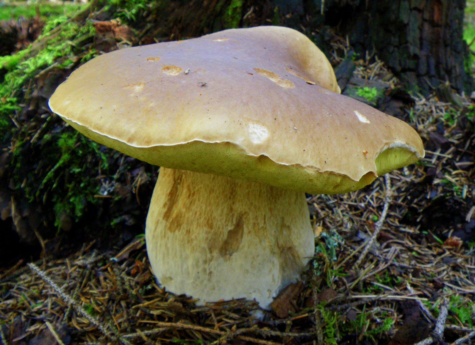 Scottish Fungi Eating fungi