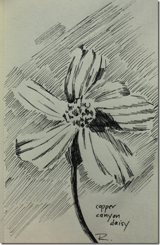 ink drawing of copper canyon daisy
