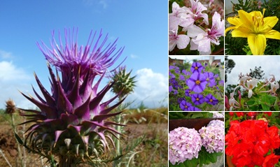 Ver Flores Vimeiro