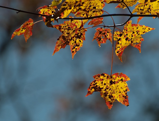 [DSC_662223.jpg]