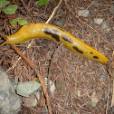 Calironia banana slug