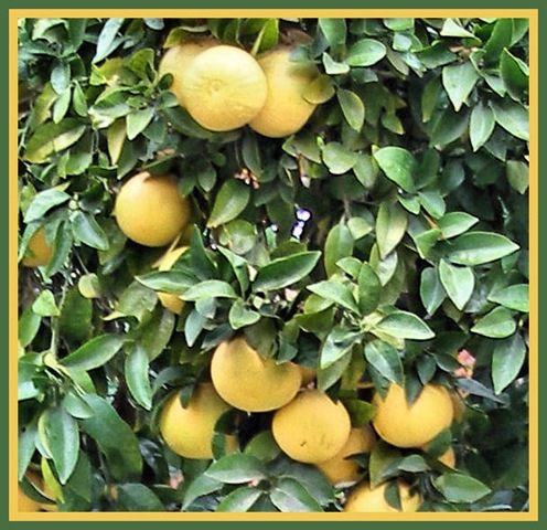 [grapefruits[5].jpg]