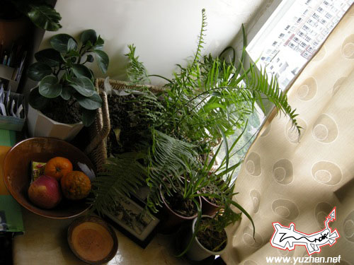 http://lh6.ggpht.com/_q2coGUymXUc/Sfw2i1SG3CI/AAAAAAAAC5o/xIQ0qW0IfS4/s800/DSCN3897%202.jpg