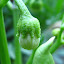 Yolo wonder bell pepper