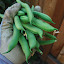 Kentucky blue lake green beans
