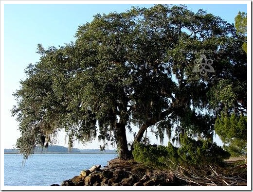 Tree Tree