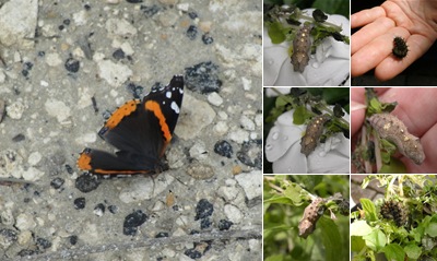 View Red Admiral