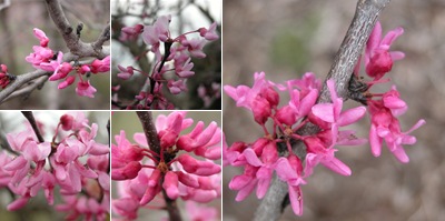 View Redbud